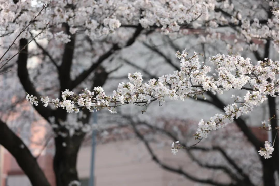 说明: //rcb.zwshipin.net/__local/0/0E/1A/F90418D62B9F0009BCED62872C7_74EA8EE1_1382B8.png